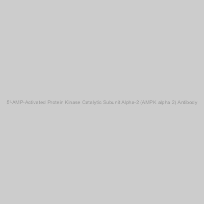 Abbexa - 5'-AMP-Activated Protein Kinase Catalytic Subunit Alpha-2 (AMPK alpha 2) Antibody